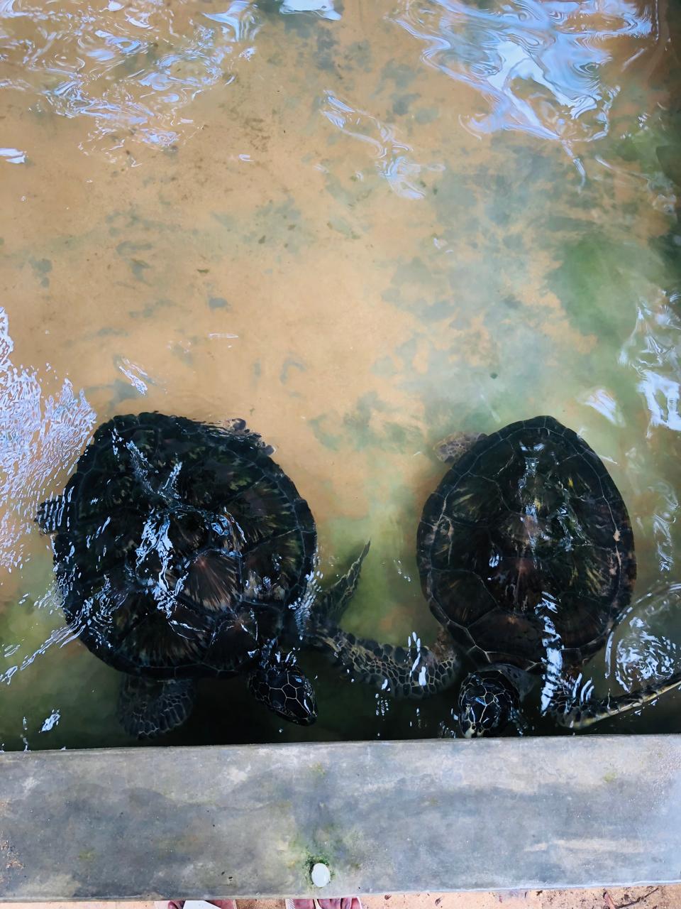 "Pathum" Villa & Sea Turtle Conservation Center